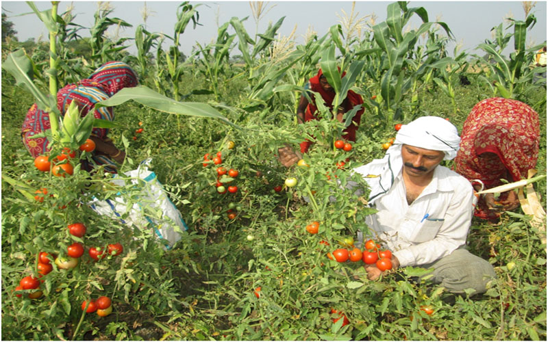 FARM-TO-PLATE ORGANIC GOODNESS